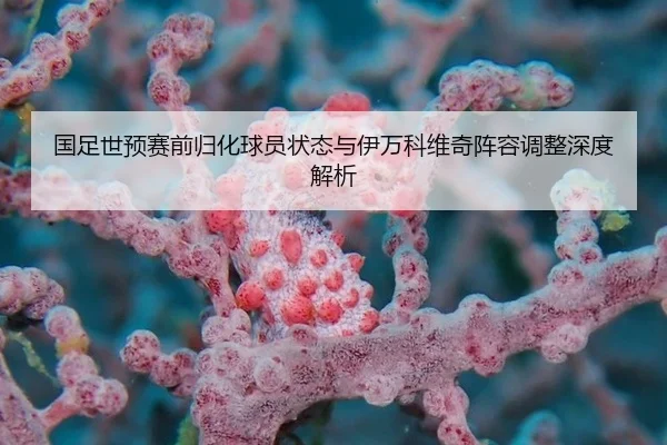 国足世预赛前归化球员状态与伊万科维奇阵容调整深度解析